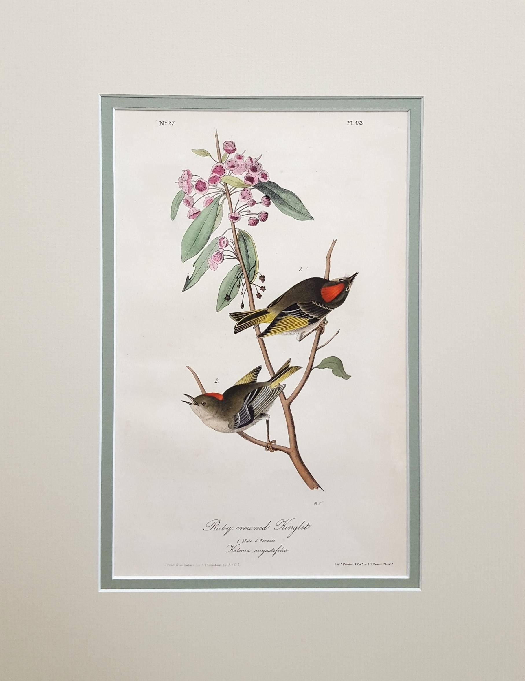 Ruby-Crowned Kinglet - Print by John James Audubon