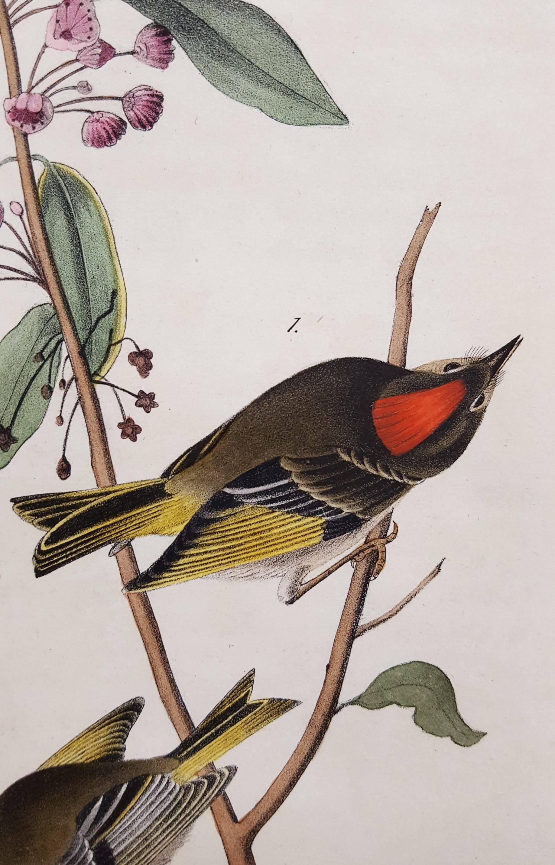 Ruby-Crowned Kinglet - Beige Animal Print by John James Audubon