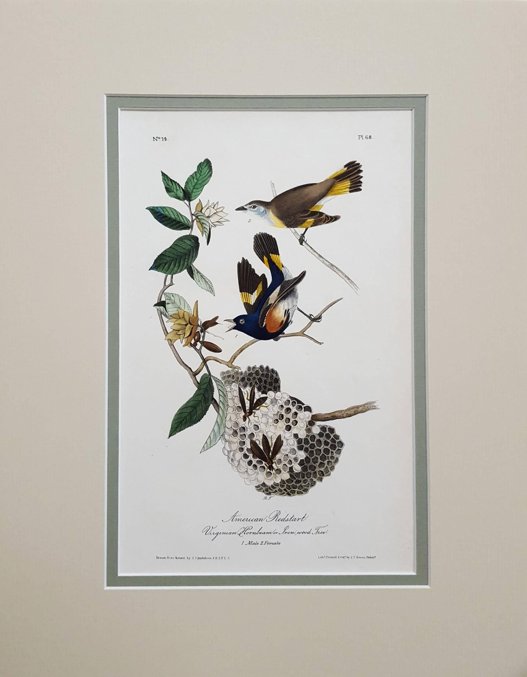 American Redstart, Virginia Hornbeam or Iron-Wood Tree - Print by John James Audubon