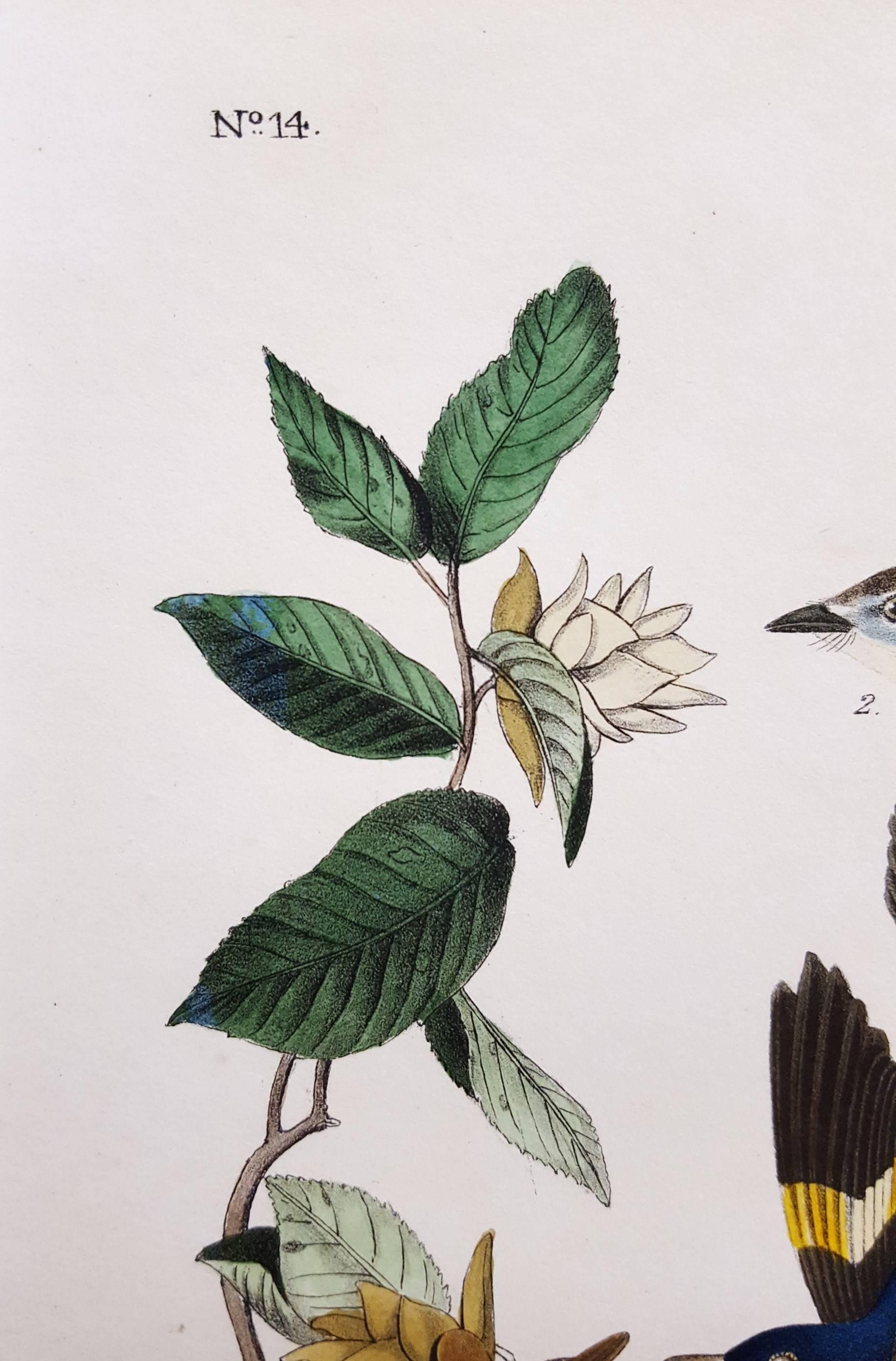 American Redstart, Virginia Hornbeam or Iron-Wood Tree - Victorian Print by John James Audubon