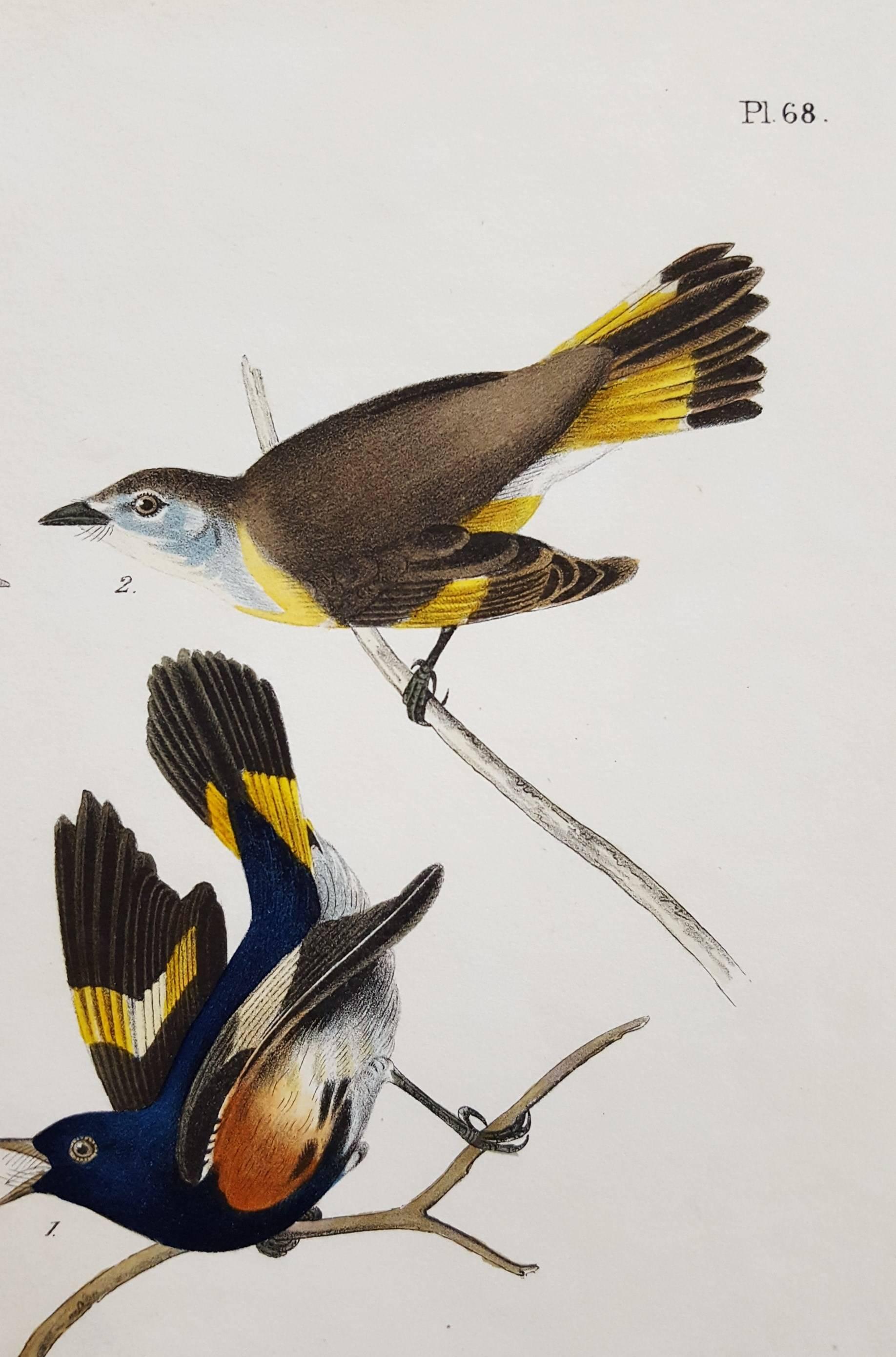American Redstart, Virginia Hornbeam or Iron-Wood Tree - Gray Animal Print by John James Audubon