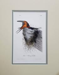 Barn or Chimney Swallow