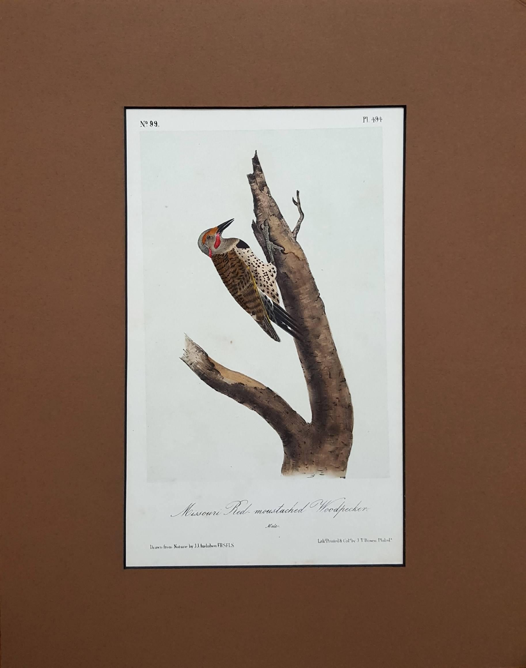 Missouri Red-Moustached Woodpecker - Print by John James Audubon