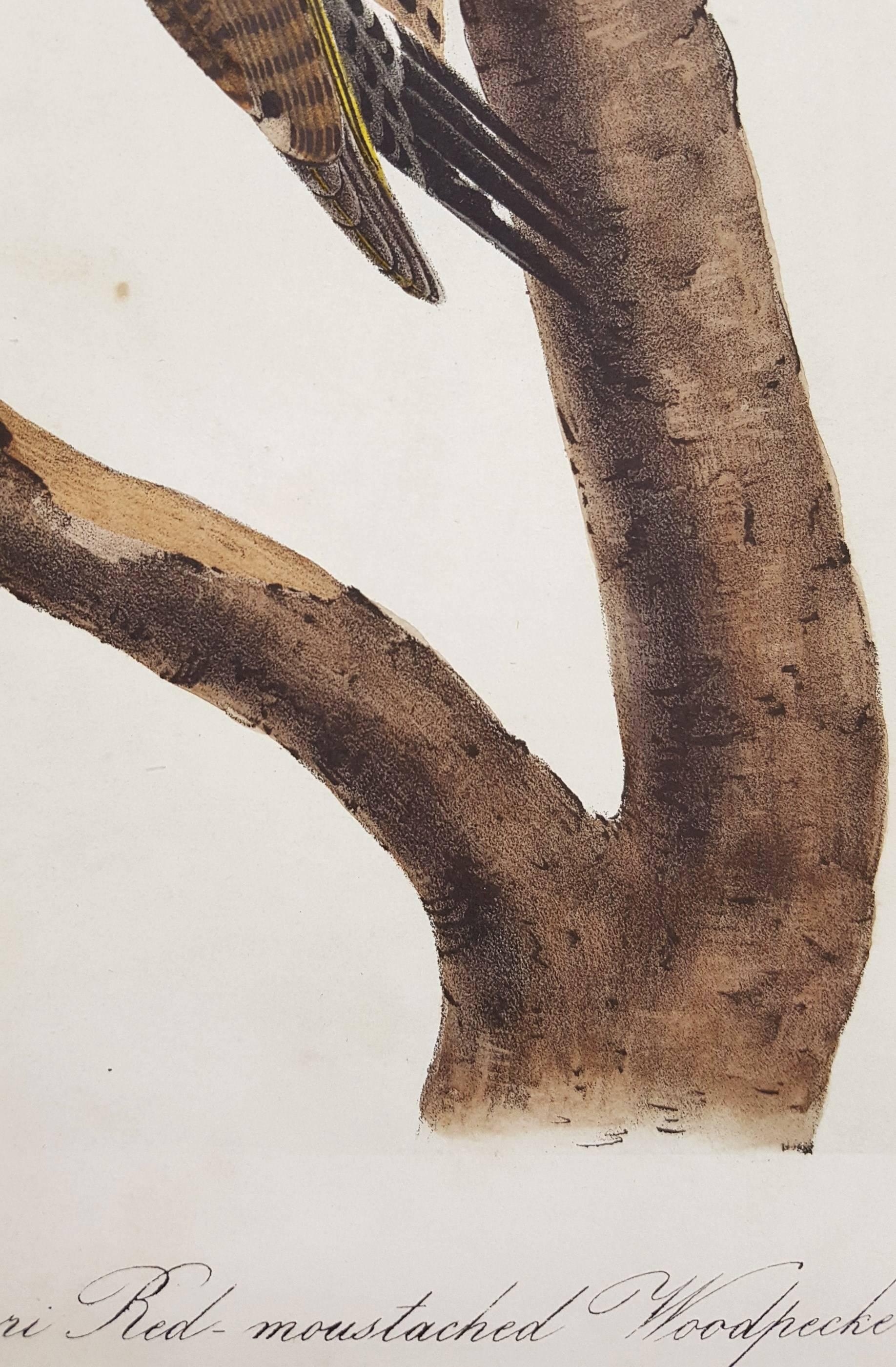 Missouri Red-Moustached Woodpecker - Victorian Print by John James Audubon