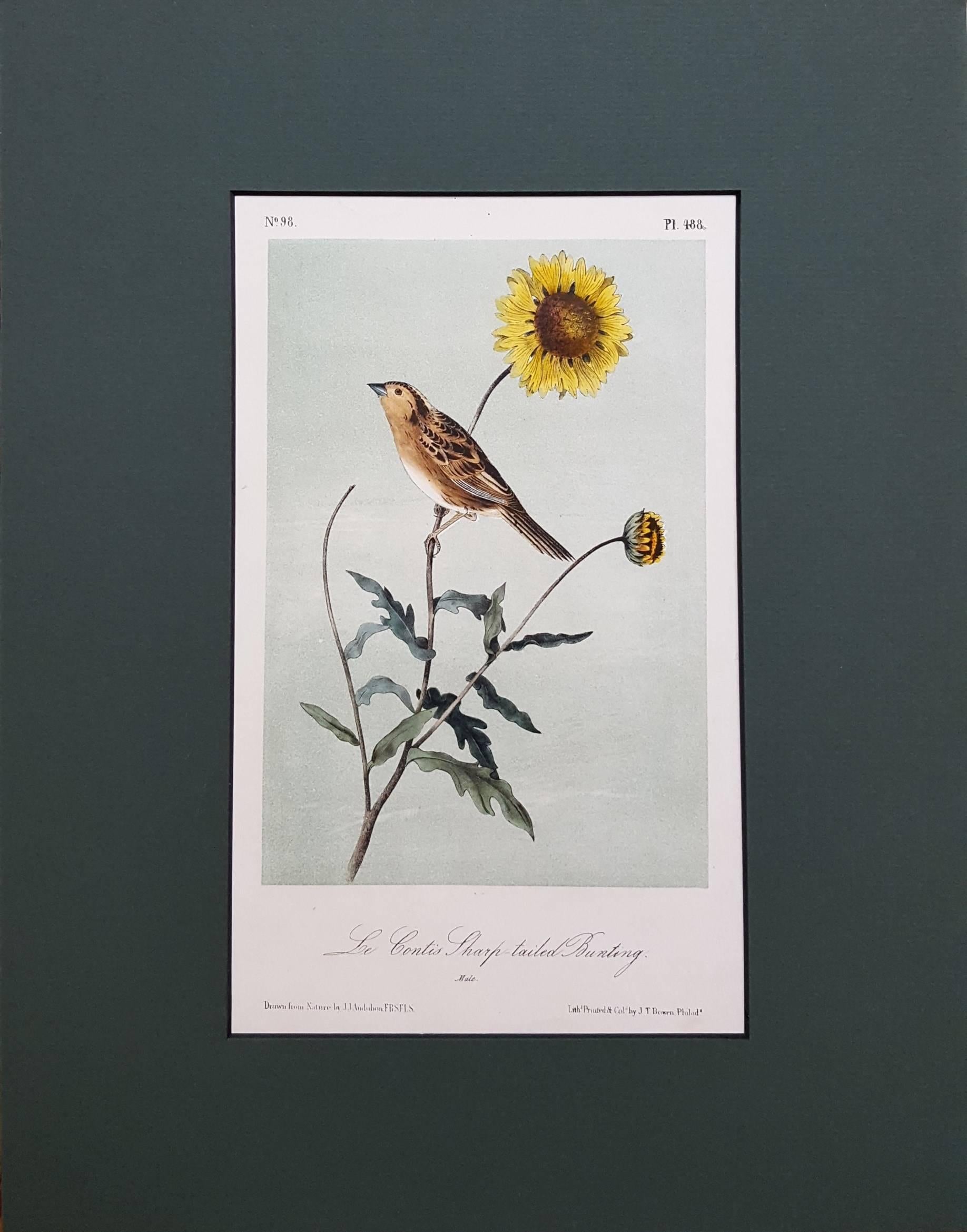 Le Contis Sharp-Tailed Bunting - Print by John James Audubon