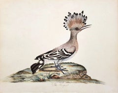 The Hoopoe /// William Hayes English Ornithology Hand-Colored Engraving Bird Art