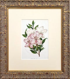 Azalea Indica vittata (Rhododendron Indicum) /// Blumenlithografie von Louis van Houtte