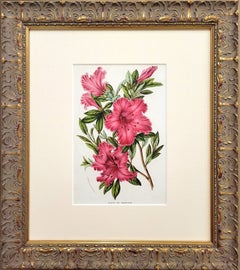 Azalea Ind. Crispiflora (Rhododendron Indicum) /// Louis van Houtte Flower Litho