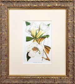 Rhododendron Maddeni Hook /// Louis van Houtte Flower Hand-Colored Lithograph