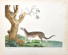 The Fossane (Malagasy Civet) /// Peter Brown African Big Cat Tiger Hand-Colored