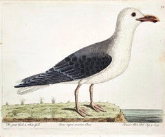 The Great Black and White Gull /// Eleazar Albin English Ocean Bird Ornithology