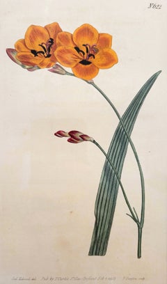 Tritonia Deusta Copper-Colour Tritonia /// William Curtis Flower Engraving Orang