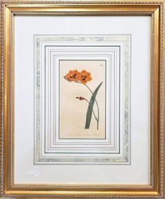 Tritonia Deusta Copper-Colour Tritonia /// William Curtis Flower Engraving Orang