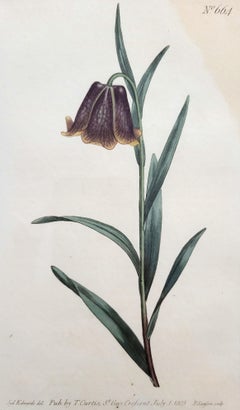 Fritillaria Pyrenaica (Fritillaria dei Pirenei) /// Incisione floreale di William Curtis