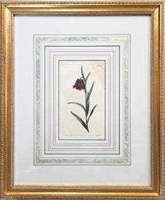 Fritillaria Pyrenaica (Fritillaria dei Pirenei) /// Incisione floreale di William Curtis