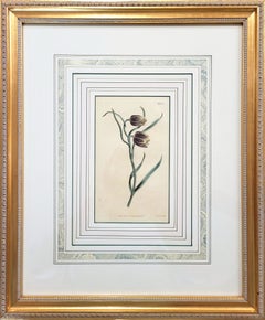 Fritillaria racemosa – Fritillaria orientale (Fritillaria slanciata) /// Curtis Flower