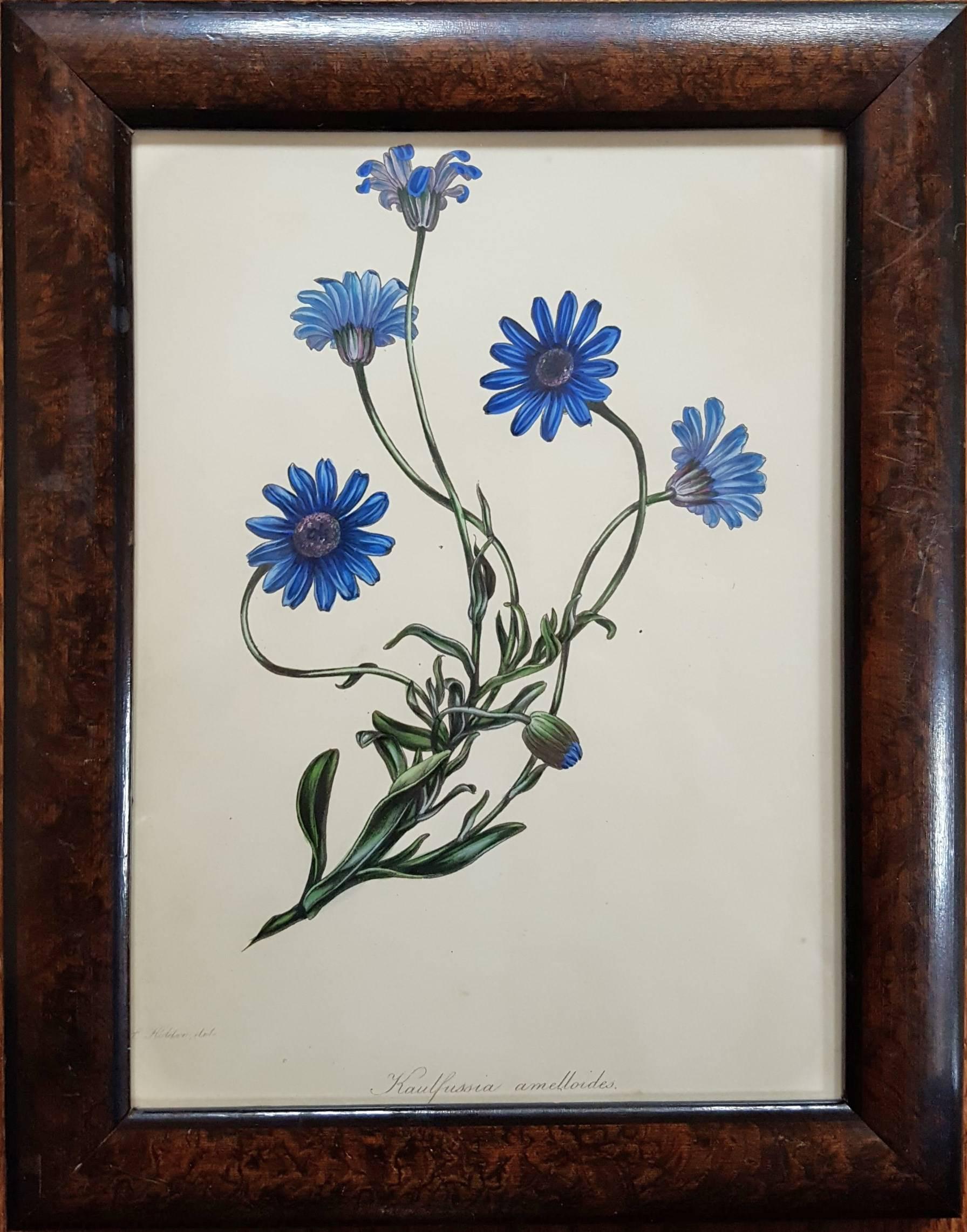 Amelloides (Blue Daisy) - Print by Joseph Paxton