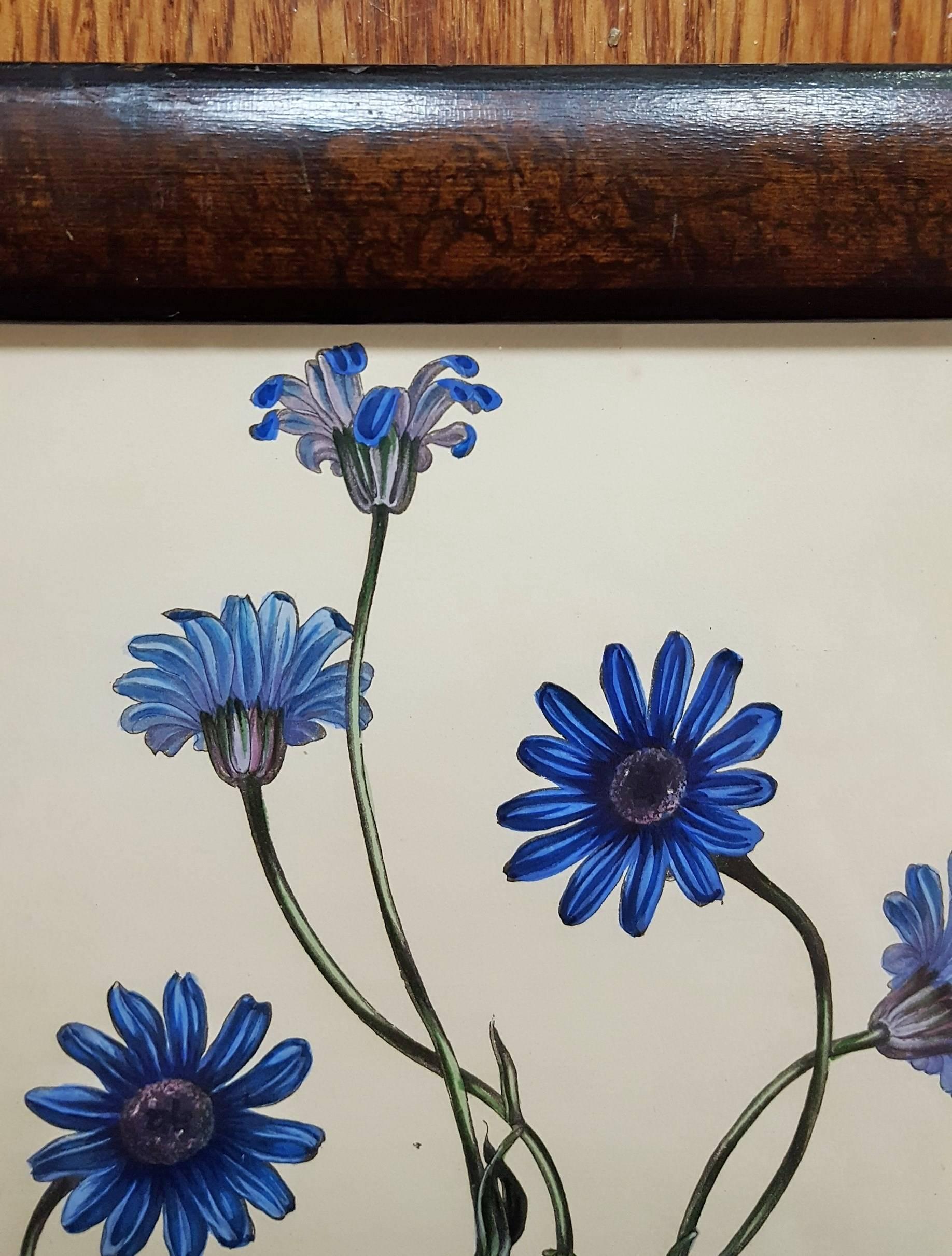 blue daisy wares