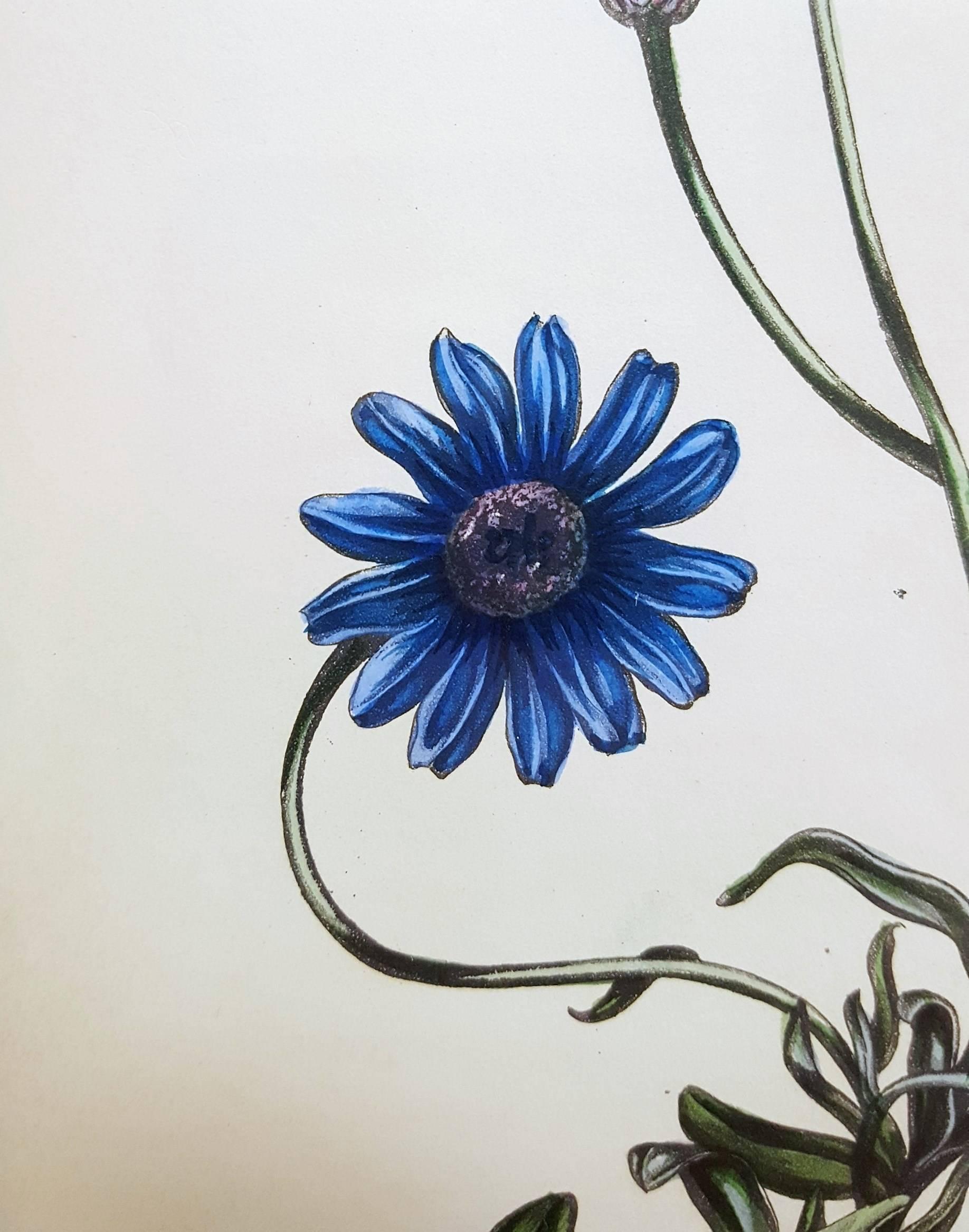 Amelloides (Blue Daisy) - Victorian Print by Joseph Paxton