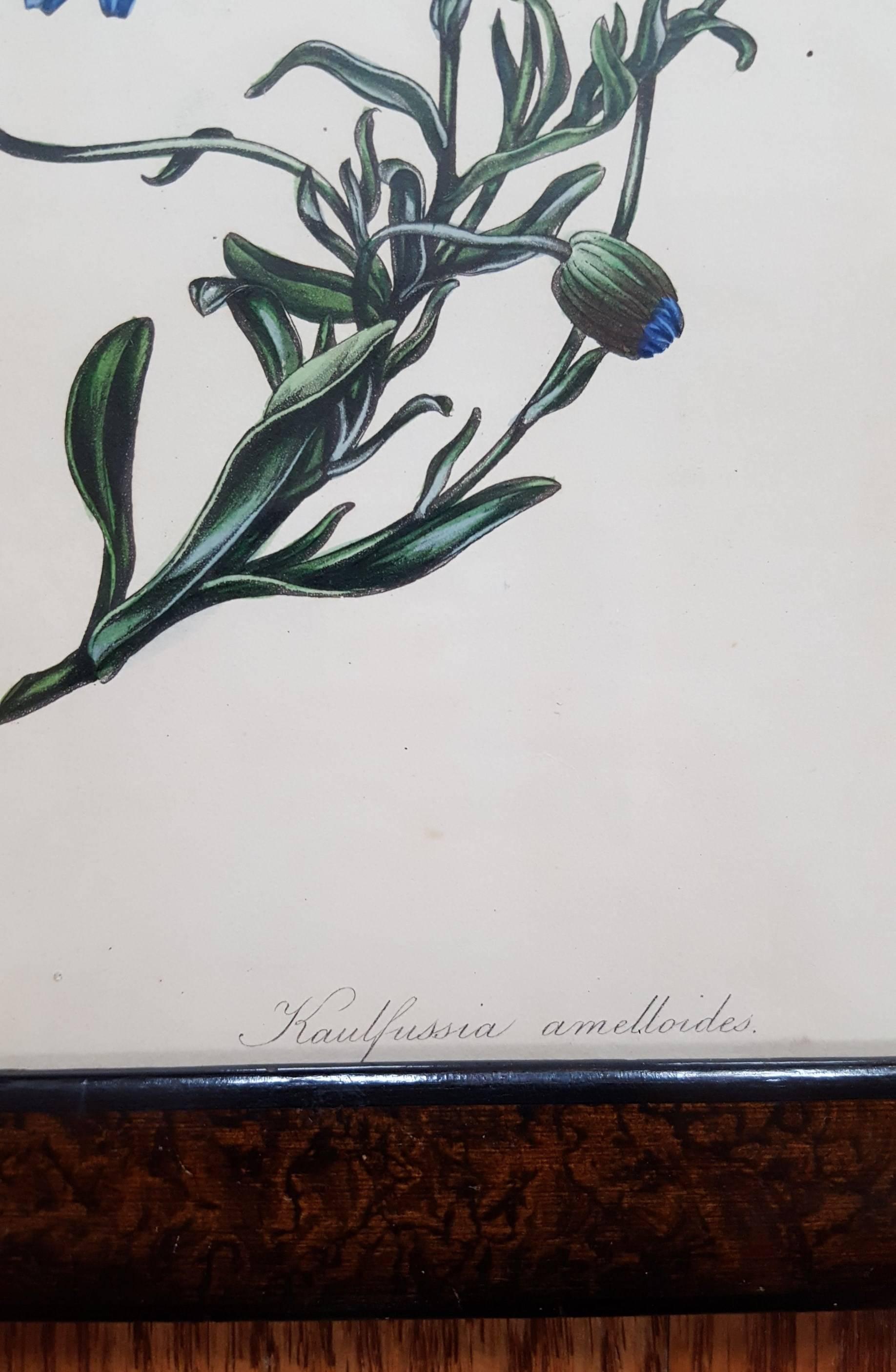 Amelloides (Blue Daisy) - Gray Still-Life Print by Joseph Paxton