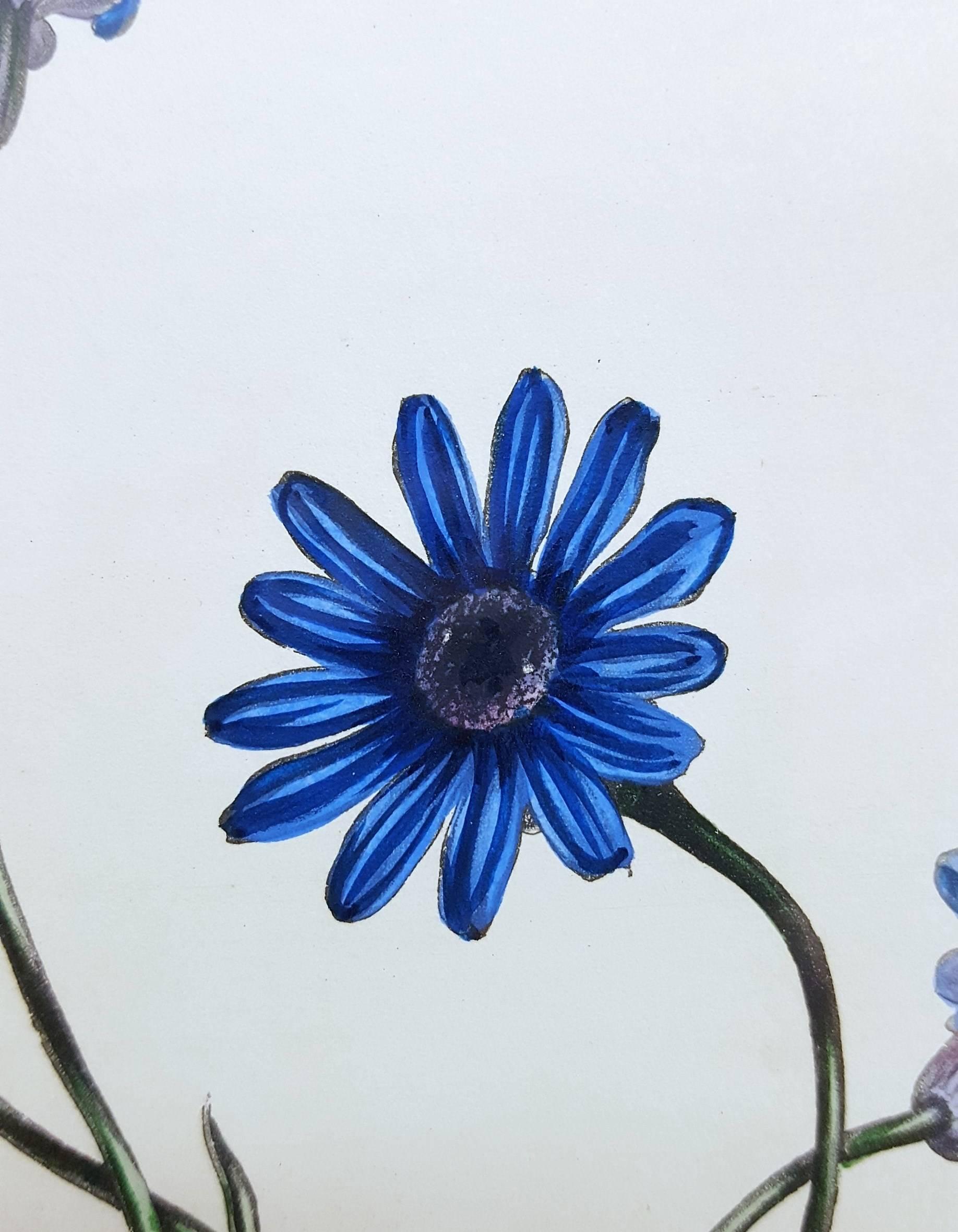 Amelloides (Blue Daisy) 2