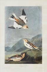 Snow Bunting