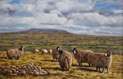 Towards Penhill with Swaledale Sheep