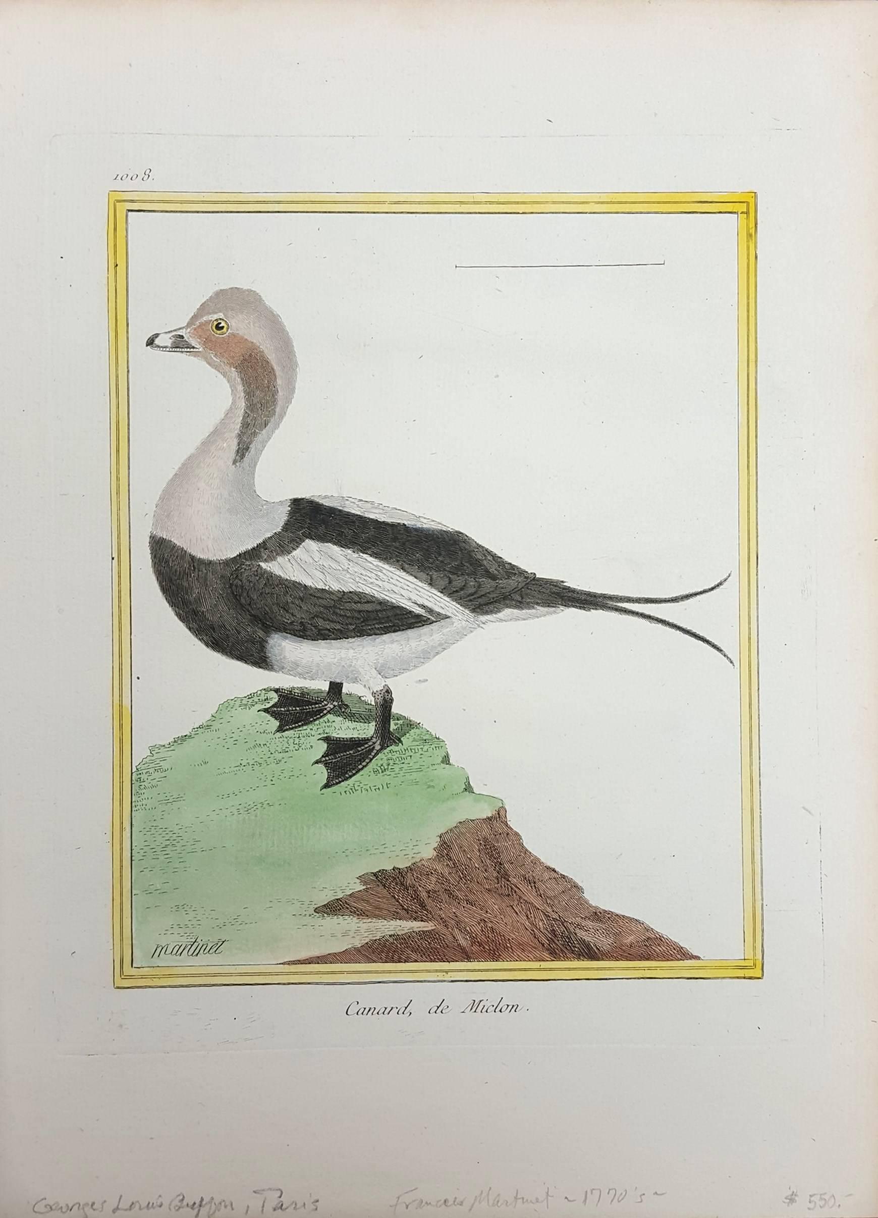 Canard de Miclon (Old Squaw) /// Ornithology Martinet Bird Animal Art Duck  - Print by Francois Nicolas Martinet