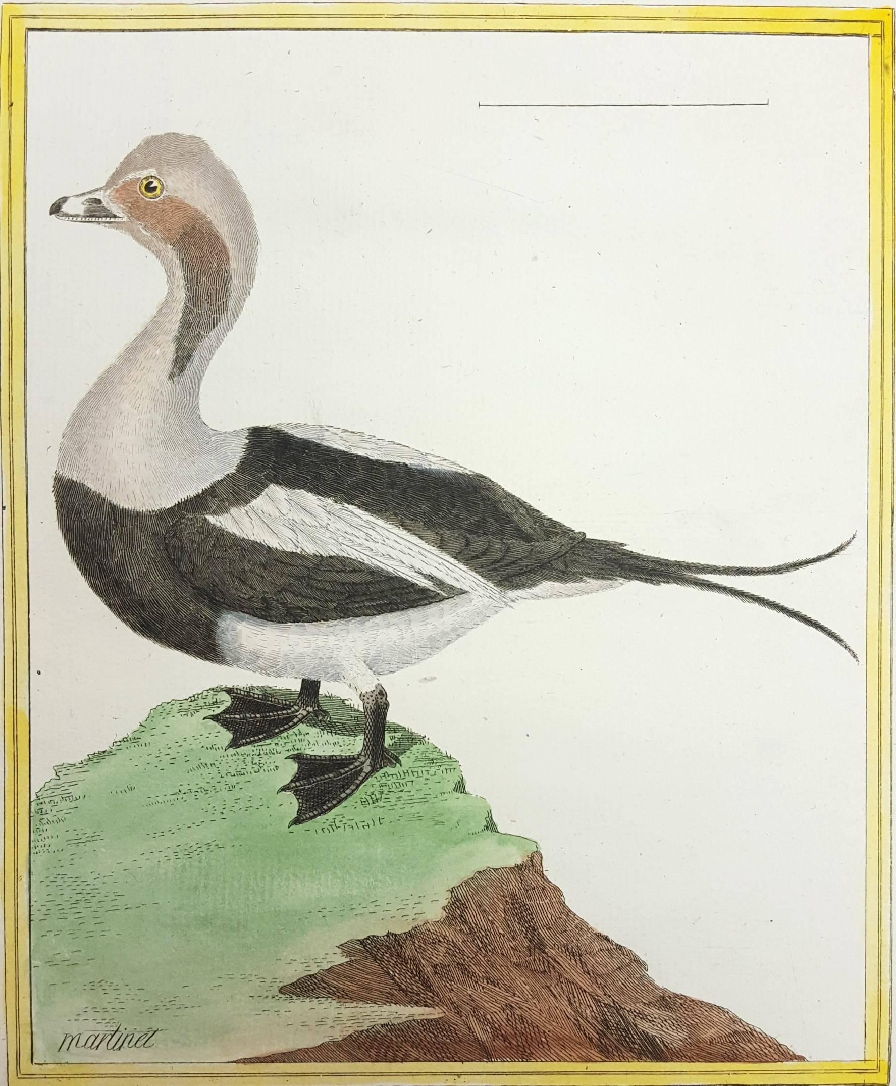 Francois Nicolas Martinet Animal Print - Canard de Miclon (Old Squaw) /// Ornithology Martinet Bird Animal Art Duck 