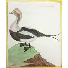 Canard de MIclon (Old Squaw) 3