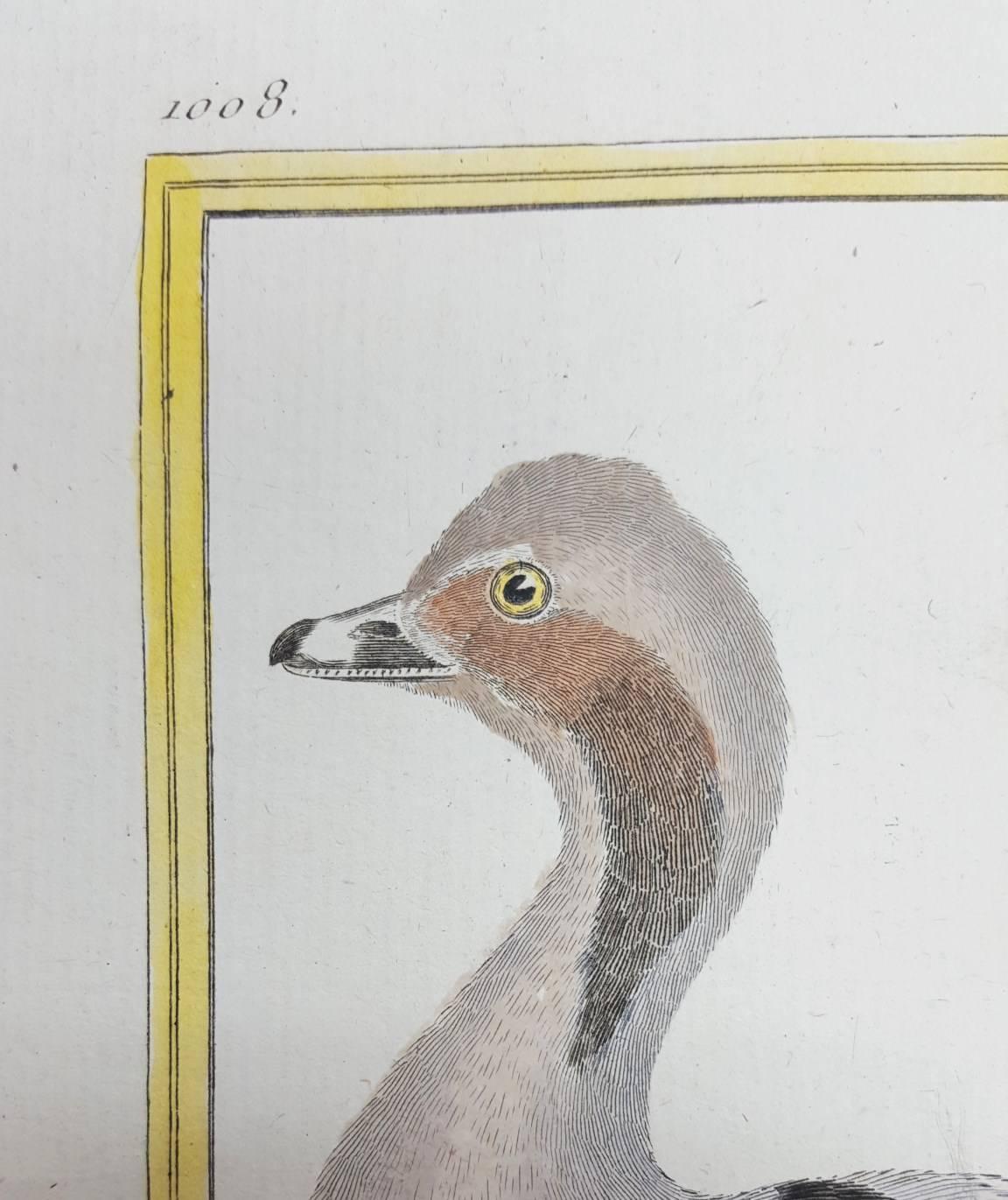 Canard de Miclon (Old Squaw) /// Ornithology Martinet Bird Animal Art Duck  - Realist Print by Francois Nicolas Martinet