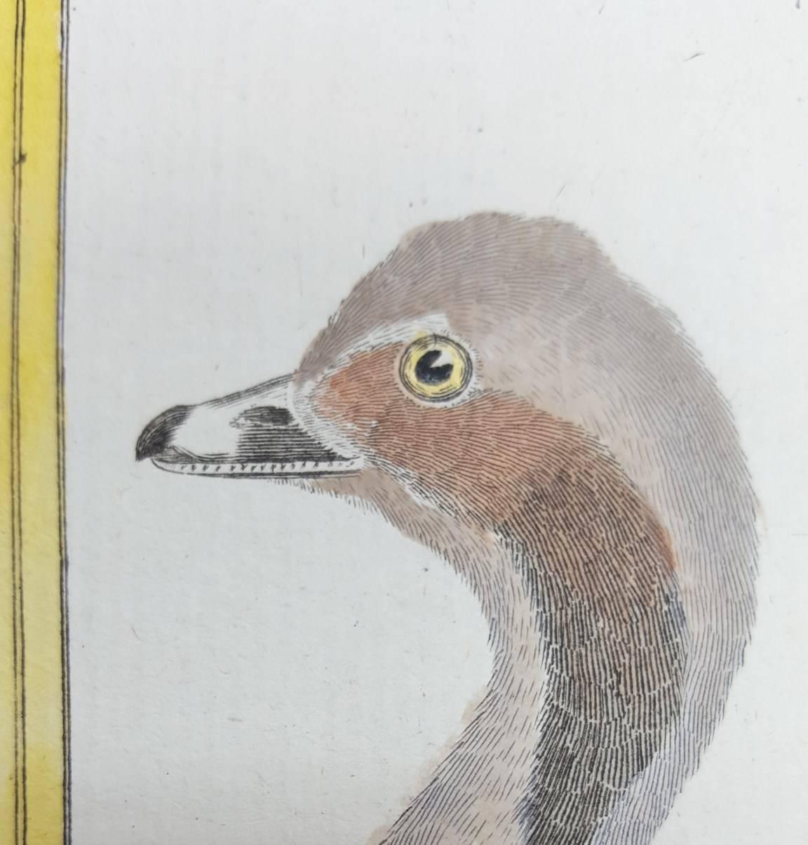 Canard de Miclon (Old Squaw) /// Ornithology Martinet Bird Animal Art Duck  - Beige Animal Print by Francois Nicolas Martinet
