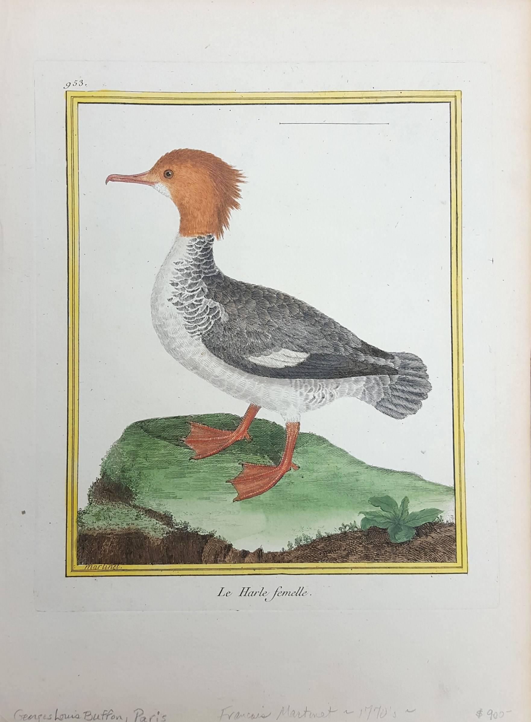 Le Harle Femell (The Female Merganser) /// Ornithology Martinet Bird Animal Art  - Print by Francois Nicolas Martinet