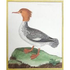 Le Harle Femelle 12