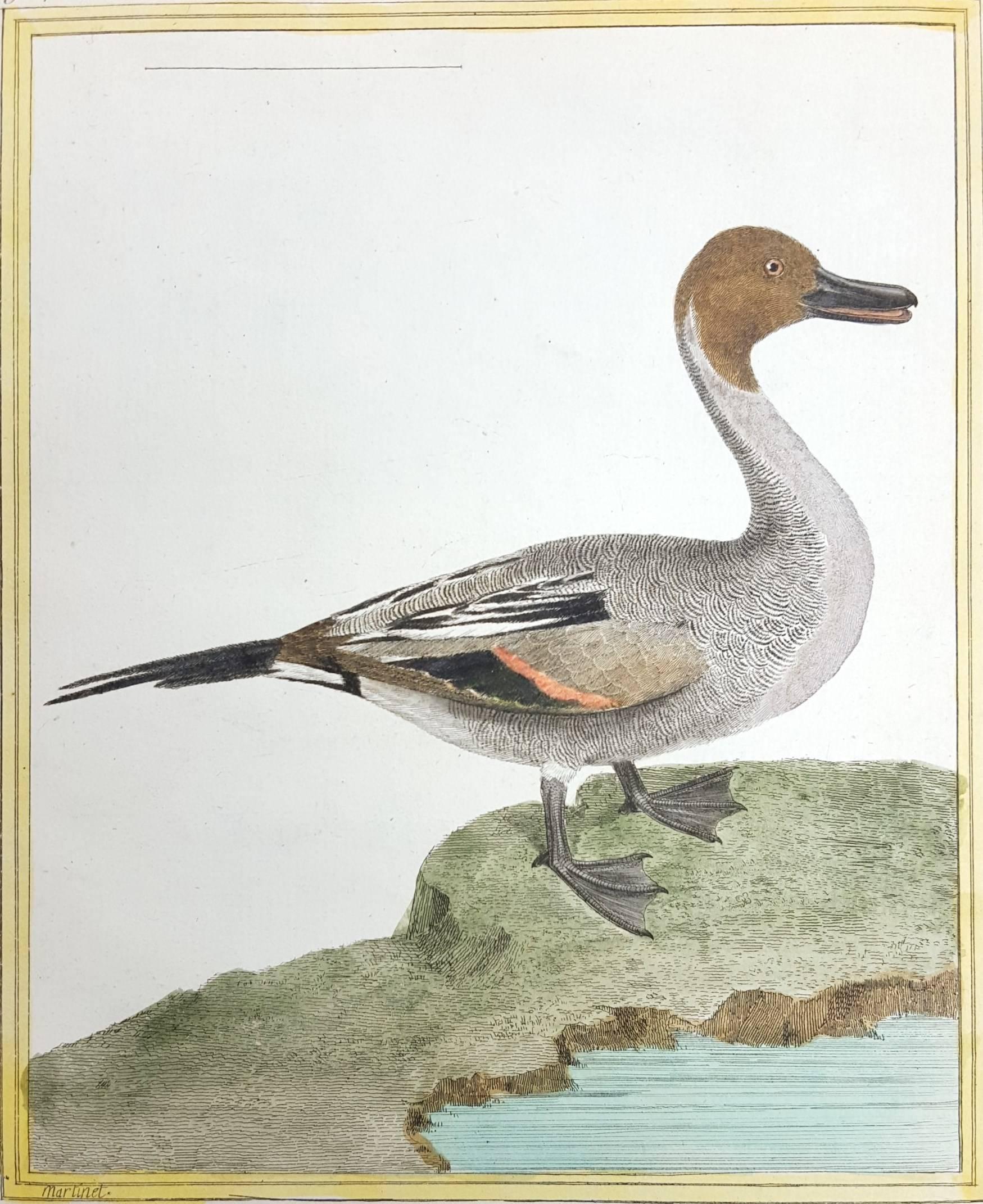 Le Canard a Longue Queue (El Pato de Cola Larga) /// Ornitología Martinet Pájaro