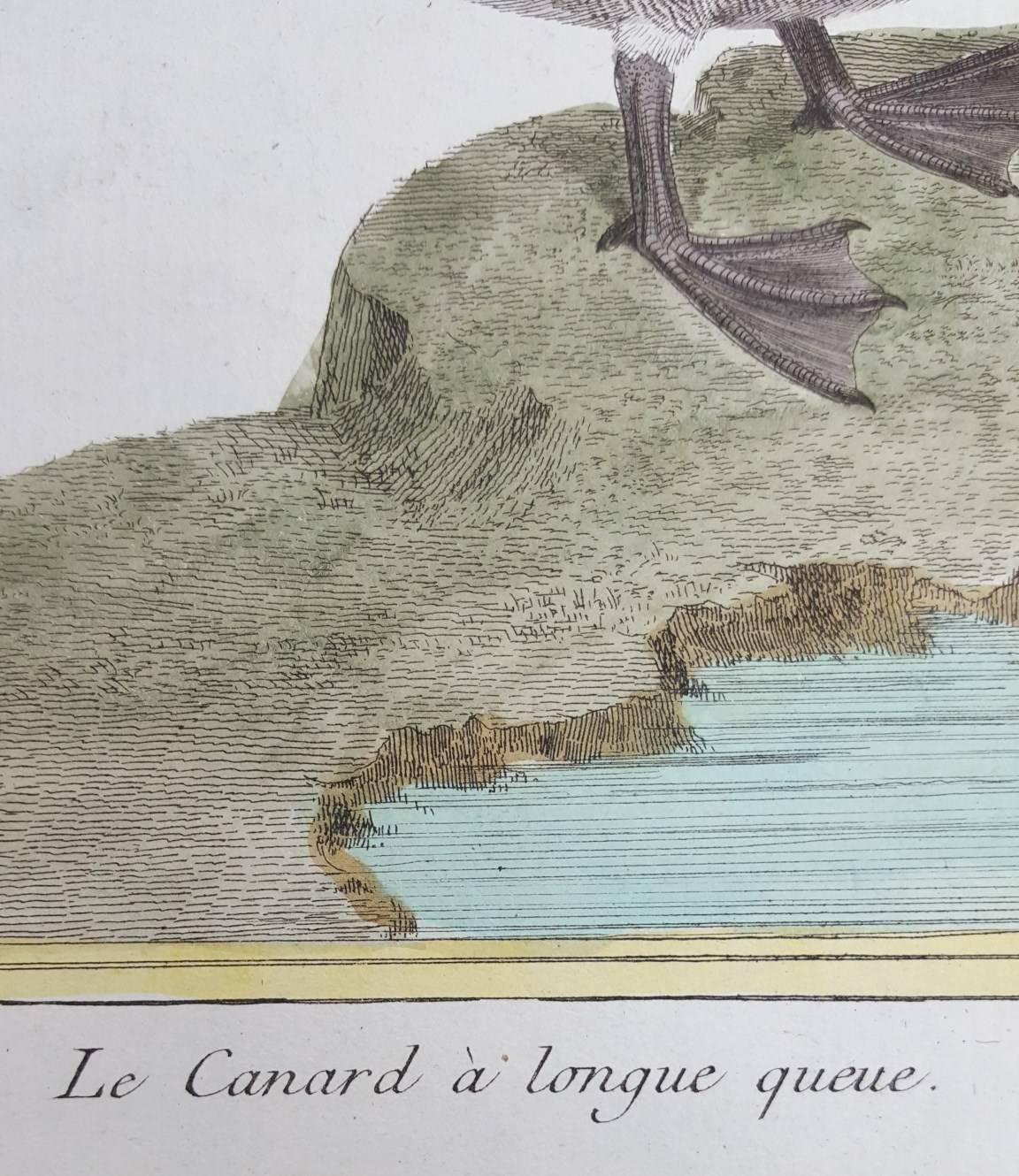 Le Canard a Longue Queue (Der lange tailed Duck) /// Ornithologie Martinet Vogel  (Grau), Animal Print, von Francois Nicolas Martinet
