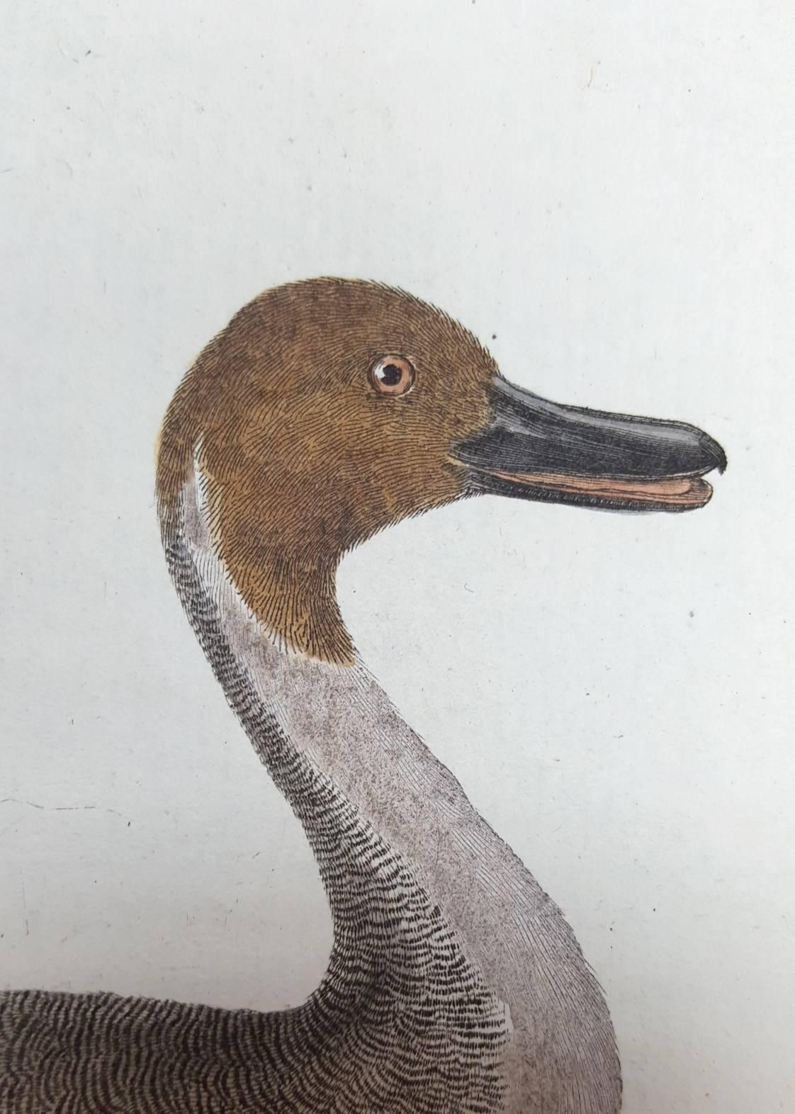 Le Canard a Longue Queue (Le canard à longue queue) /// Ornithology Martinet Bird  - Gris Animal Print par Francois Nicolas Martinet