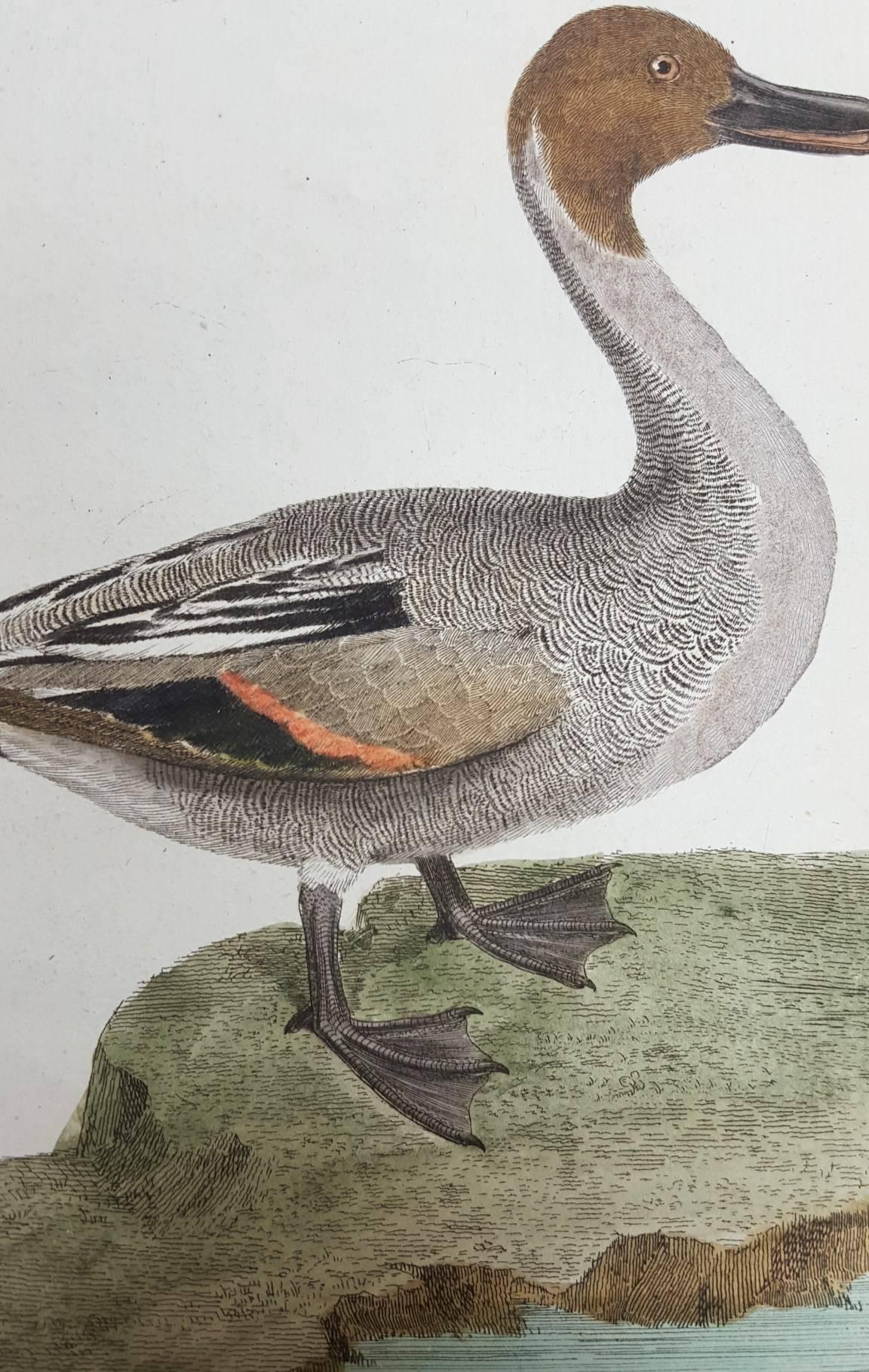 Le Canard a Longue Queue (Der lange tailed Duck) /// Ornithologie Martinet Vogel  im Angebot 1
