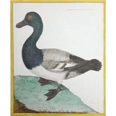 Le Millouinan 5
