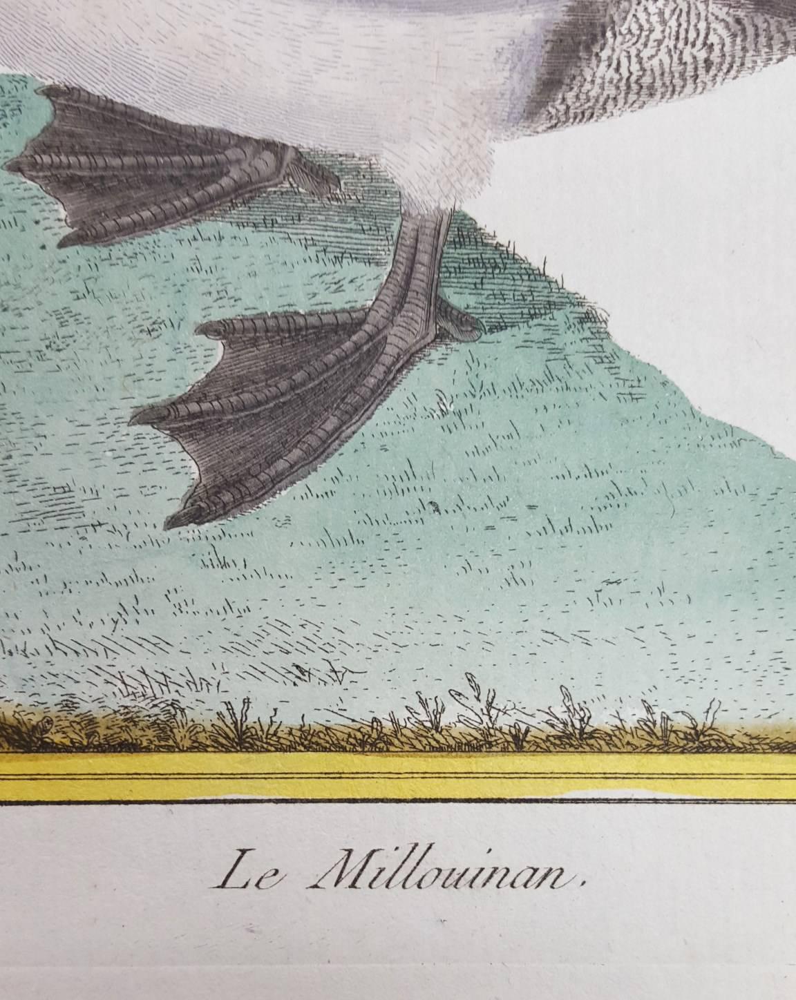 Le Millouinan /// Ornithology Martinet Vogel Tier Kunst Enten Naturgeschichte  (Realismus), Print, von Francois Nicolas Martinet