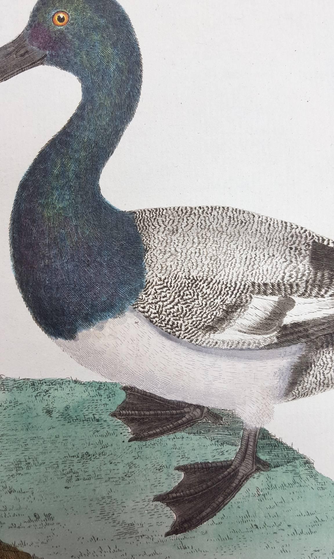 Le Millouinan /// Ornithologie Martinet Oiseau Animal Art Canard Histoire Naturelle  en vente 1