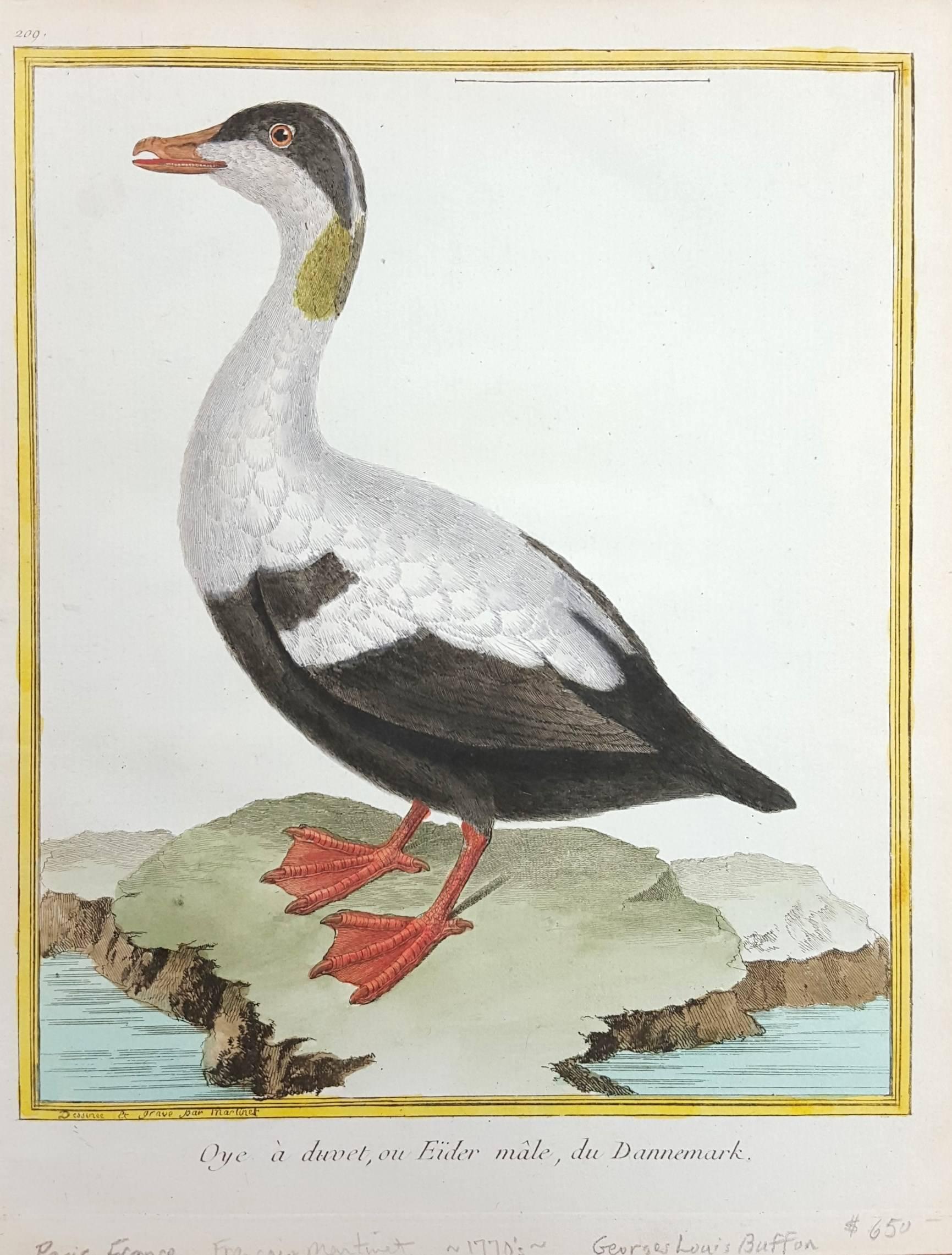 Oye a Duvet oe Eider male, du Dannemark - Print by Francois Nicolas Martinet