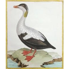 Oye a Duvet oe Eider male, du Dannemark 6
