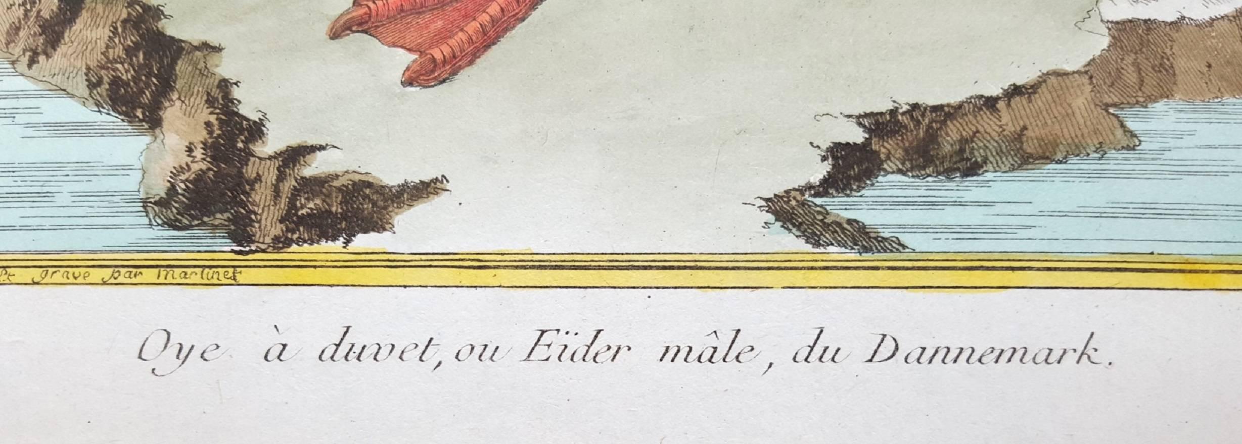 Oye a Duvet oe Eider male, du Dannemark - Beige Animal Print by Francois Nicolas Martinet