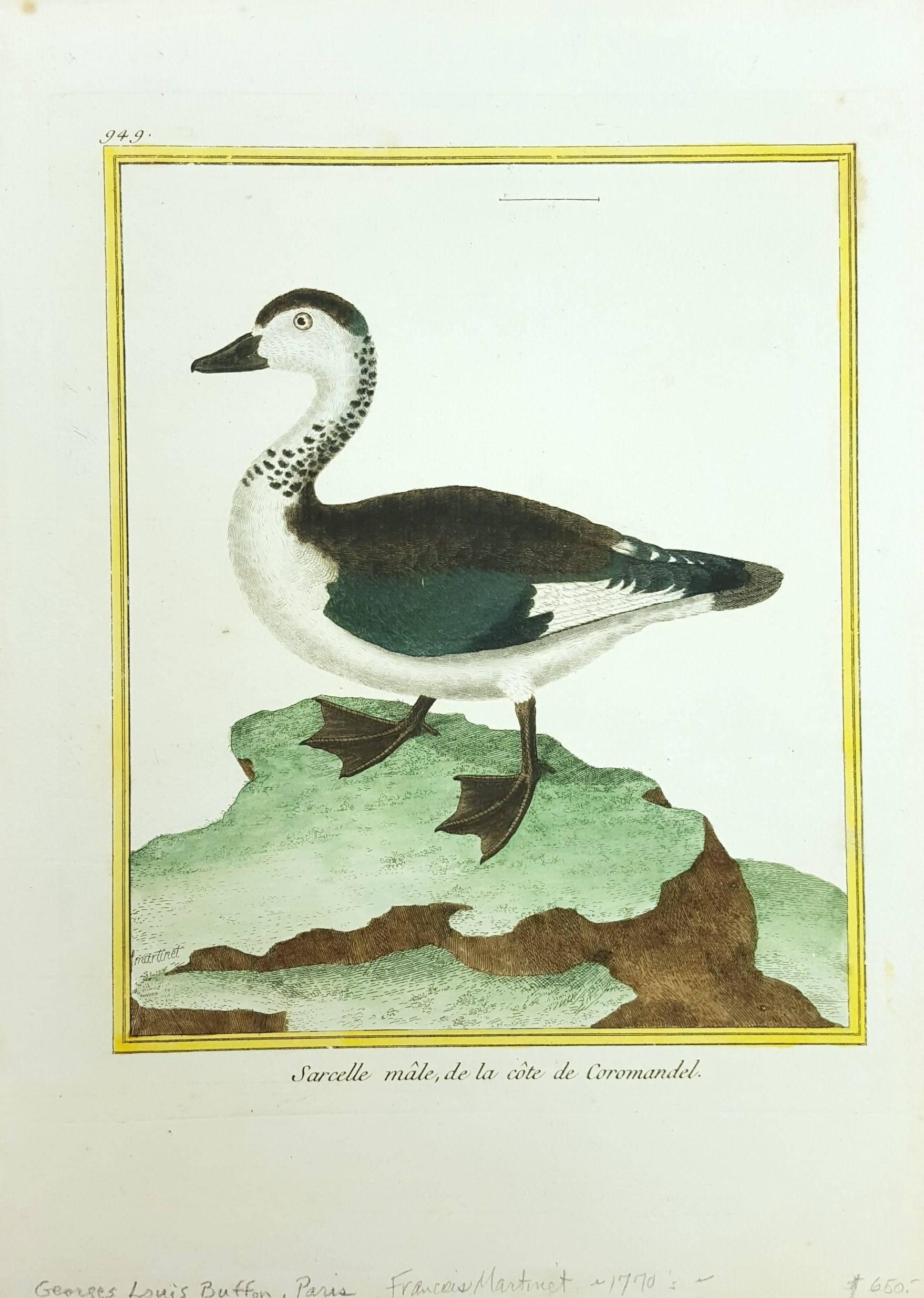 Sacelle male, de la cote de Coromandel /// Ornithology Martinet Bird Animal Art - Print by Francois Nicolas Martinet