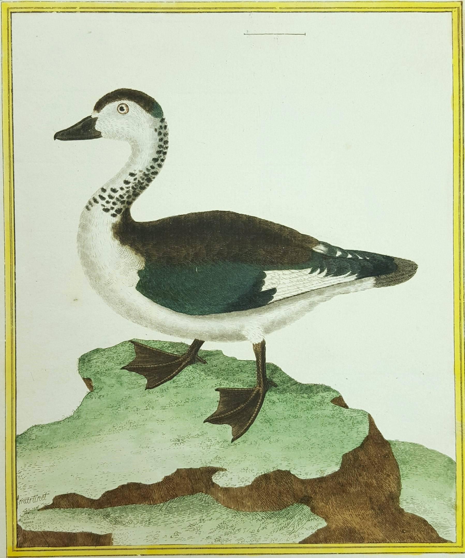 18th Century Animal Prints