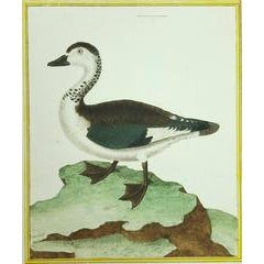 Sacelle male, de la cote de Coromandel 10