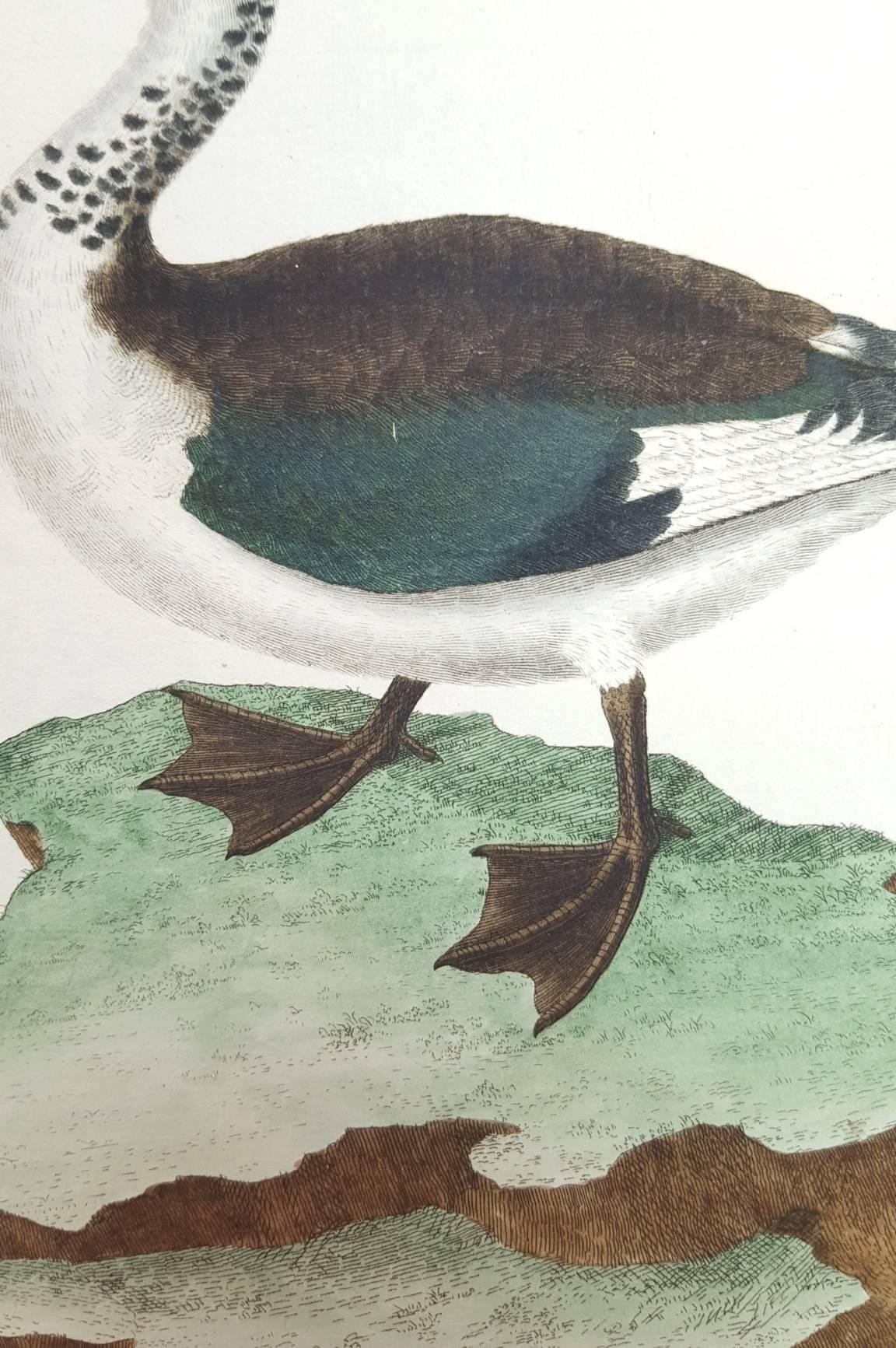 Sacelle male, de la cote de Coromandel /// Ornithology Martinet Bird Animal Art - Realist Print by Francois Nicolas Martinet