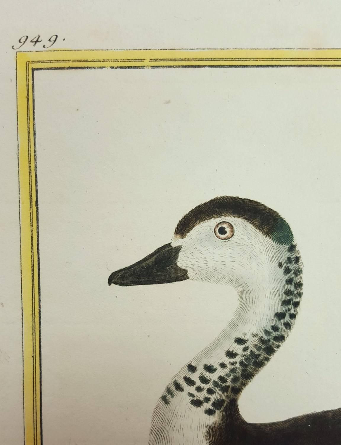 Sacelle male, de la cote de Coromandel /// Ornithology Martinet Bird Animal Art - Green Animal Print by Francois Nicolas Martinet