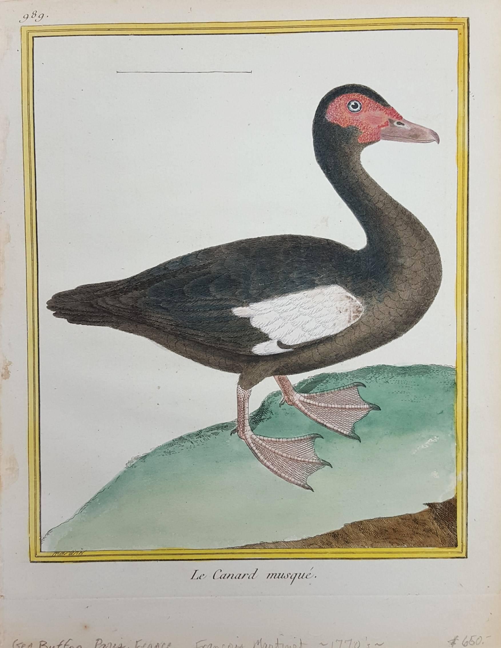 Le Canard Musque - Print by Francois Nicolas Martinet